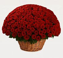 Премиум букет из: Розы в Зарево